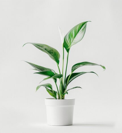 product 06